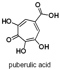puberulic acid