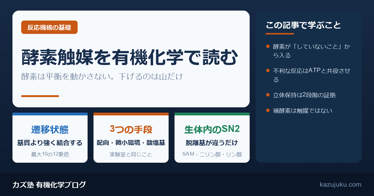 酵素触媒を有機化学で読む｜生体内の求核置換と遷移状態の安定化【院試対策】
