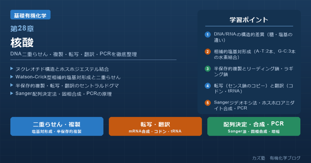 「核酸」完全解説|DNA二重らせん・複製・転写・翻訳・PCR・DNA合成を徹底整理