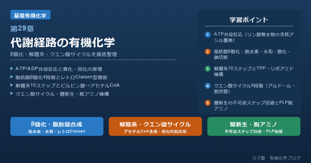 「代謝経路の有機化学」完全解説｜β酸化・解糖系・クエン酸サイクル・糖新生・脱アミノを徹底整理
