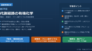 「代謝経路の有機化学」完全解説|β酸化・解糖系・クエン酸サイクル・糖新生・脱アミノを徹底整理