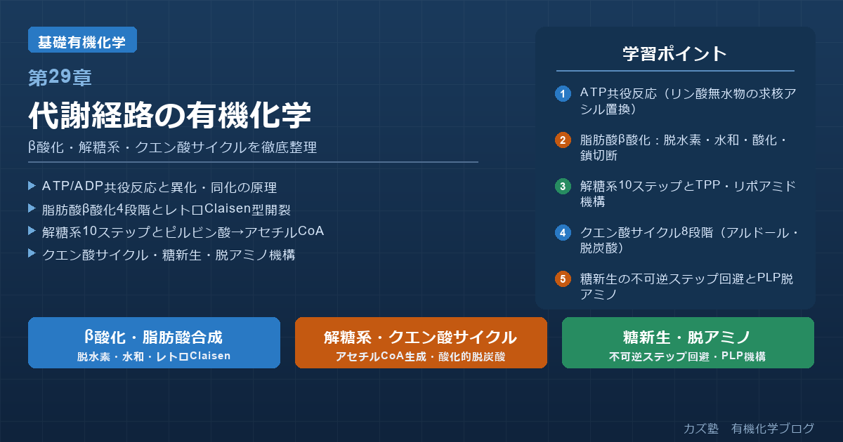 「代謝経路の有機化学」完全解説｜β酸化・解糖系・クエン酸サイクル・糖新生・脱アミノを徹底整理